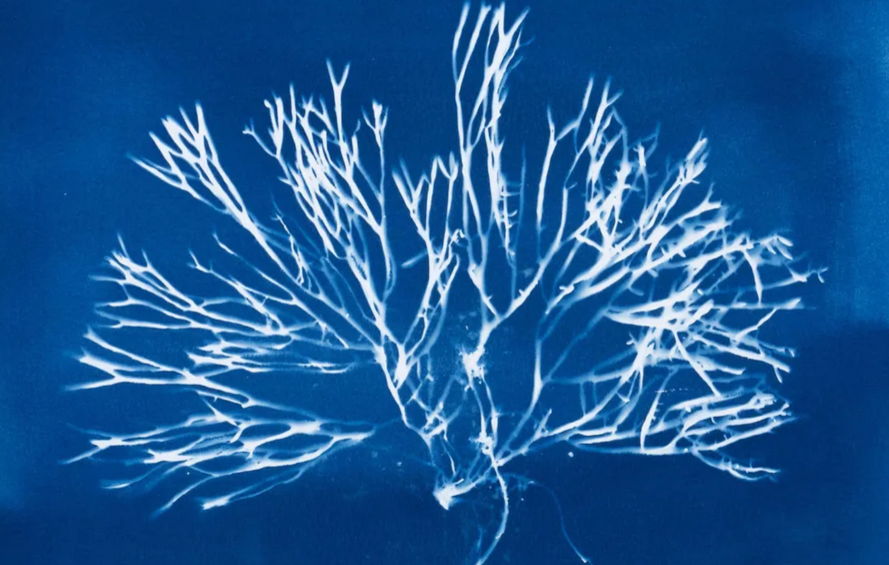 Cyanotype Print